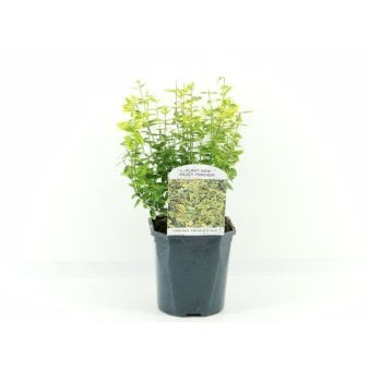 Se Benved 'Emerald Gold' 2 Liter potte ✔ Kæmpe udvalg i  Plantetorvet - Køb online på udsalg og tilbud lige nu ✔ Hurtig levering: 1 - 2 Hverdage samt billig fragt - Varenummer: PTT-100974 og barcode / Ean:  på lager - Udsalg på Prydbuske > Benved Spar op til 52% - Over 1354 design brands på udsalg