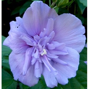 Se Syrisk Rose &