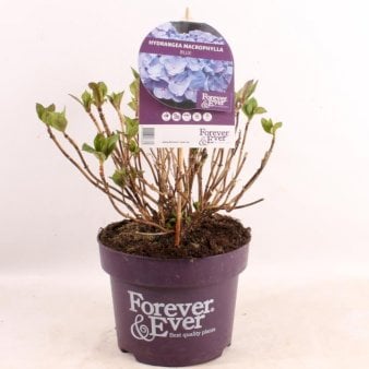Se Hortensia 'Forever & Ever© Blue' Potte 5,0 Liter, 30-40 cm. ✔ Kæmpe udvalg i  Plantetorvet - Køb online på udsalg og tilbud lige nu ✔ Hurtig levering: 1 - 2 Hverdage samt billig fragt - Varenummer: PTT-97295 og barcode / Ean:  på lager - Udsalg på Prydbuske > Hortensia Spar op til 56% - Over 1334 design brands på udsalg