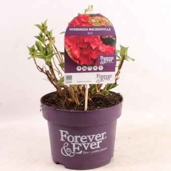 Se Hortensia 'Forever & Ever©Red' Potte 5,0 Liter, 30-40 cm. ✔ Kæmpe udvalg i  Plantetorvet - Køb online på udsalg og tilbud lige nu ✔ Hurtig levering: 1 - 2 Hverdage samt billig fragt - Varenummer: PTT-97297 og barcode / Ean:  på lager - Udsalg på Prydbuske > Hortensia Spar op til 55% - Over 1334 design brands på udsalg