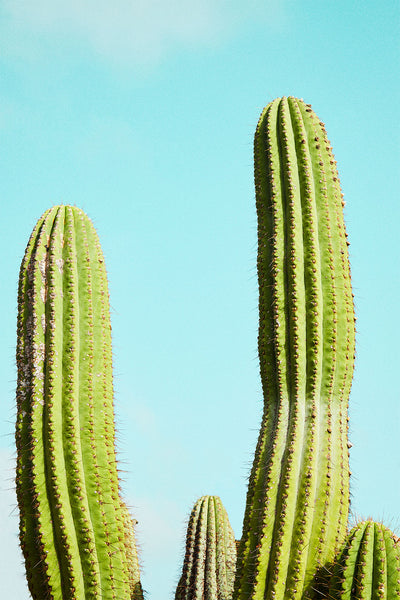 Se Cactusland no. 2 af Camilla Schmidt ❤ Stort online udvalg i Camilla Schmidt ❤ Hurtig levering: 1 - 2 Hverdage samt billig fragt ❤ Varenummer: ILL-15745 og barcode / Ean: på lager - Udsalg på Illux Art shop - Fotokunst - Camilla Schmidt - Natur - Natur fotokunst - Planter Spar op til 59% - Over 360 kendte mærker på udsalg