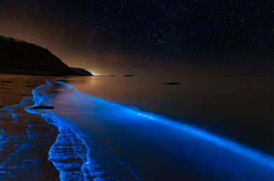 Se Bioluminescence at the danish coastline af Daniel Faisst ✔ Kæmpe udvalg i  Daniel Faisst ✔ Hurtig levering: 1 - 2 Hverdage samt billig fragt - Varenummer: ILL-15277 og barcode / Ean:  på lager - Udsalg på Daniel Faisst Spar op til 53% - Over 1454 design mærker på udsalg
