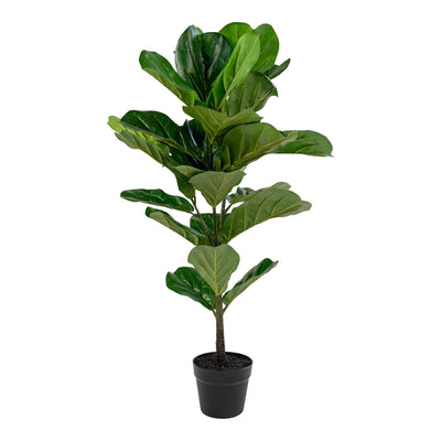 Se Fiddle Violinfigen - Kunstig Plante, Grøn, 100 Cm ❤ Stort online udvalg i HouseNordic ❤ Hurtig levering: 1 - 2 Hverdage samt billig fragt ❤ Varenummer: BBM-45560744411413 og barcode / Ean: '5713917004485 på lager - Udsalg på Nyheder, Plante, Populære produkter Spar op til 57% - Over 324 kendte brands på udsalg