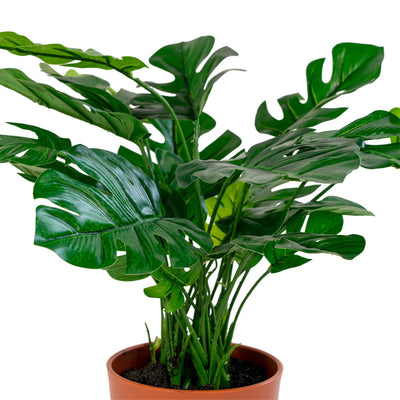 Se Monstera - Kunstig plante 45 cm ❤ Stort online udvalg i House Nordic ❤ Hurtig levering: 1 - 2 Hverdage samt billig fragt ❤ Varenummer: BGH-42135253549308 og barcode / Ean: '5713917004515 på lager - Udsalg på Alle produkter Spar op til 51% - Over 785 kendte brands på udsalg