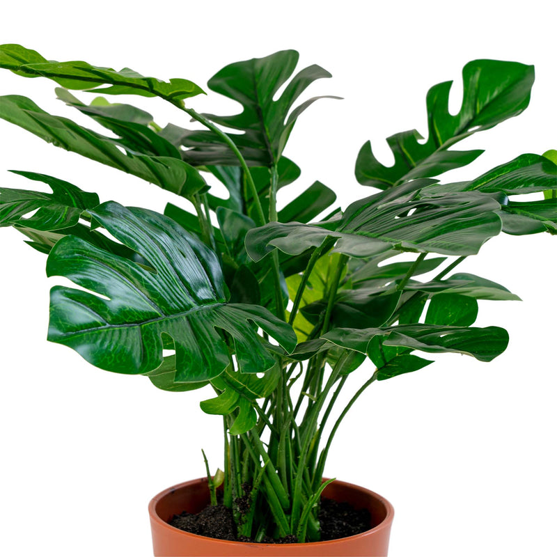 Se Monstera - Kunstig plante 45 cm ❤ Stort online udvalg i House Nordic ❤ Hurtig levering: 1 - 2 Hverdage samt billig fragt ❤ Varenummer: BGH-42135253549308 og barcode / Ean: &
