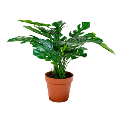 Se Monstera - Kunstig Plante, Grøn, 45 Cm ❤ Stort online udvalg i HouseNordic ❤ Hurtig levering: 1 - 2 Hverdage samt billig fragt ❤ Varenummer: BBM-45560949670165 og barcode / Ean: '5713917004515 på lager - Udsalg på Nyheder, Plante, Populære produkter Spar op til 65% - Over 785 kendte brands på udsalg