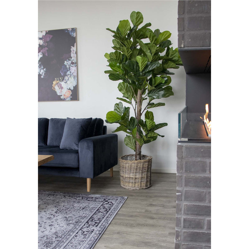 Se Fiddle Violinfigen - Kunstig plante 190 cm ❤ Stort online udvalg i House Nordic ❤ Hurtig levering: 1 - 2 Hverdage samt billig fragt ❤ Varenummer: BGH-42135253745916 og barcode / Ean: &
