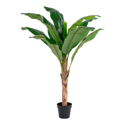 Se Banan Palme - Kunstig Plante, Grøn, 150 Cm ❤ Stort online udvalg i HouseNordic ❤ Hurtig levering: 1 - 2 Hverdage samt billig fragt ❤ Varenummer: BBM-45558976250133 og barcode / Ean: '5713917014880 på lager - Udsalg på Nyheder, Plante, Populære produkter Spar op til 55% - Over 322 kendte brands på udsalg