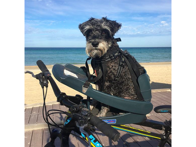 Se Buddyrider - Cykelsæde til hund - Grå ❤ Stort online udvalg i Buddyrider ❤ Hurtig levering: 1 - 2 Hverdage samt billig fragt ❤ Varenummer: CKP-051497139162 og barcode / Ean: '051497139162 på lager - Udsalg på Cykelkurve Spar op til 65% - Over 350 kendte brands på udsalg