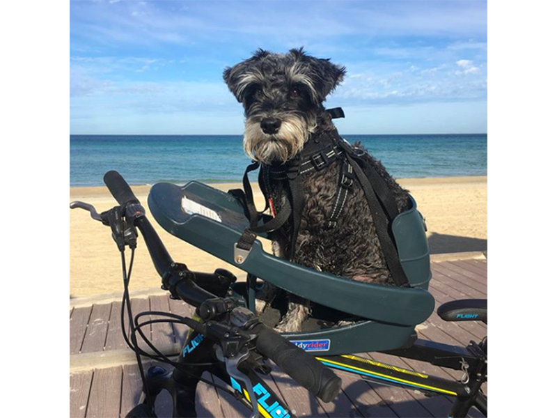 Se Buddyrider - Cykelsæde til hund - Grå ❤ Stort online udvalg i Buddyrider ❤ Hurtig levering: 1 - 2 Hverdage samt billig fragt ❤ Varenummer: CKP-051497139162 og barcode / Ean: &