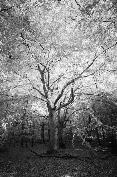 Se And then I found a tree af David Foli ❤ Stort online udvalg i David Foli ❤ Hurtig levering: 1 - 2 Hverdage samt billig fragt ❤ Varenummer: ILL-12993 og barcode / Ean: på lager - Udsalg på Illux Art shop - Fotokunst - David Foli - Sort-hvid - Natur - Sort-hvid fotokunst - Natur fotokunst - Skov Spar op til 64% - Over 434 design brands på udsalg