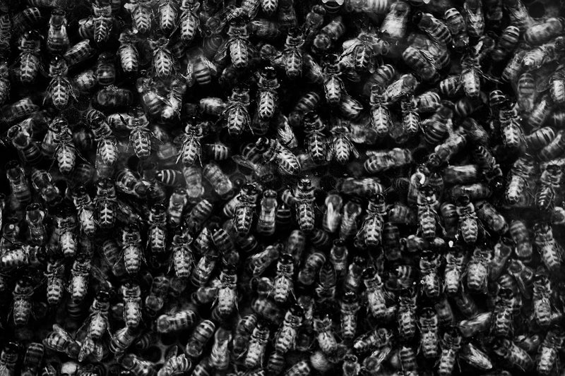 Se Bees af Gustavo Orensztajn ❤ Stort online udvalg i Gustavo Orensztajn ❤ Hurtig levering: 1 - 2 Hverdage samt billig fragt ❤ Varenummer: ILL-12955 og barcode / Ean: på lager - Udsalg på Illux Art shop - Fotokunst - Gustavo Orensztajn - Sort-hvid - Natur - Sort-hvid fotokunst - Natur fotokunst - Dyr Spar op til 57% - Over 434 design brands på udsalg