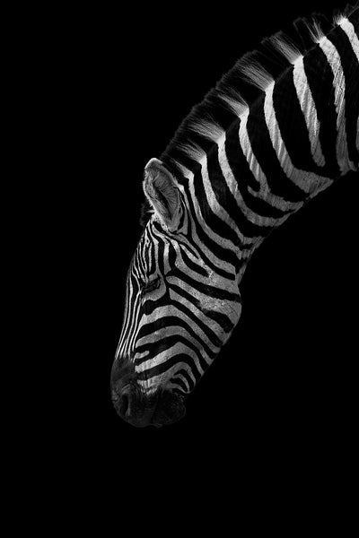 Se Black and White Stripes af Mikkel Beiter ❤ Stort online udvalg i Mikkel Beiter ❤ Hurtig levering: 1 - 2 Hverdage samt billig fragt ❤ Varenummer: ILL-13742 og barcode / Ean: på lager - Udsalg på Illux Art shop - Fotokunst - Mikkel Beiter - Sort-hvid - Natur - Sort-hvid fotokunst - Dyr Spar op til 57% - Over 434 design brands på udsalg