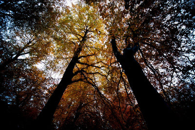 Se Black trees af David Foli ❤ Stort online udvalg i David Foli ❤ Hurtig levering: 1 - 2 Hverdage samt billig fragt ❤ Varenummer: ILL-12994 og barcode / Ean: på lager - Udsalg på Illux Art shop - Fotokunst - David Foli - Natur - Natur fotokunst - Skov Spar op til 63% - Over 434 design brands på udsalg