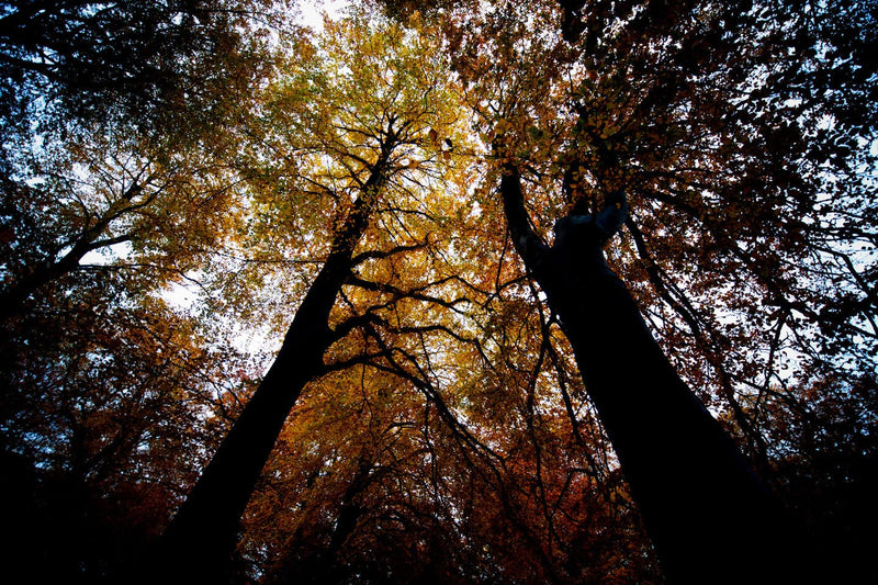 Se Black trees af David Foli ❤ Stort online udvalg i David Foli ❤ Hurtig levering: 1 - 2 Hverdage samt billig fragt ❤ Varenummer: ILL-12994 og barcode / Ean: på lager - Udsalg på Illux Art shop - Fotokunst - David Foli - Natur - Natur fotokunst - Skov Spar op til 63% - Over 434 design brands på udsalg