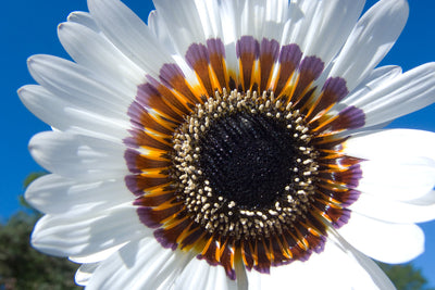 Se Blooming White af Kirsten Stigsgaard ❤ Stort online udvalg i Kirsten Stigsgaard ❤ Hurtig levering: 1 - 2 Hverdage samt billig fragt ❤ Varenummer: ILL-14458 og barcode / Ean: på lager - Udsalg på Illux Art shop - Fotokunst - Kirsten Stigsgaard - Natur - Natur fotokunst - Blomster Spar op til 67% - Over 454 design brands på udsalg