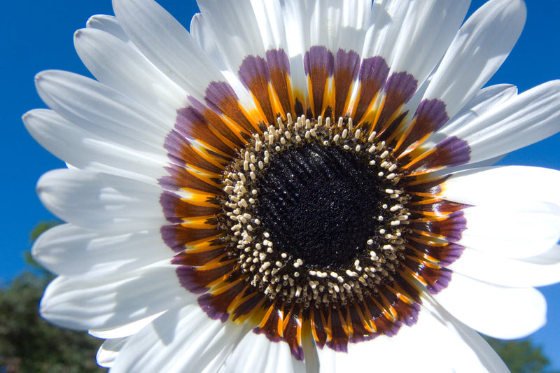 Se Blooming White af Kirsten Stigsgaard ❤ Stort online udvalg i Kirsten Stigsgaard ❤ Hurtig levering: 1 - 2 Hverdage samt billig fragt ❤ Varenummer: ILL-14458 og barcode / Ean: på lager - Udsalg på Illux Art shop - Fotokunst - Kirsten Stigsgaard - Natur - Natur fotokunst - Blomster Spar op til 67% - Over 454 design brands på udsalg