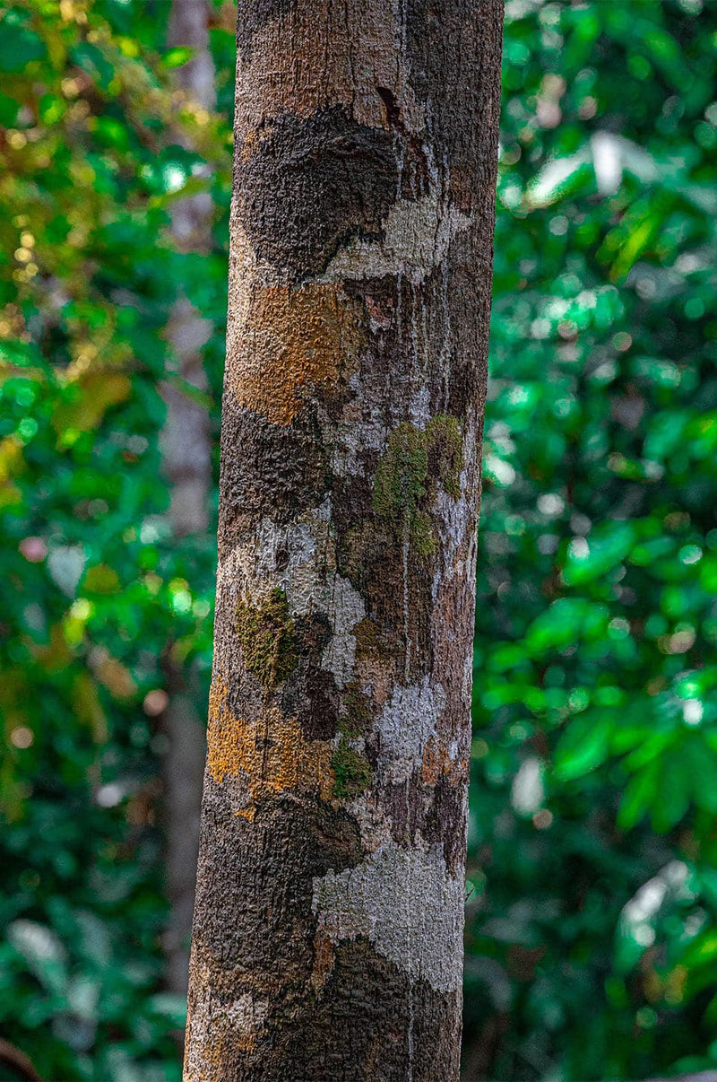 Se Bornean tree trunk af Thomas Stubergh ✔ Kæmpe udvalg i  Thomas Stubergh ✔ Hurtig levering: 1 - 2 Hverdage samt billig fragt - Varenummer: ILL-15286 og barcode / Ean:  på lager - Udsalg på Thomas Stubergh Spar op til 64% - Over 1454 design brands på udsalg