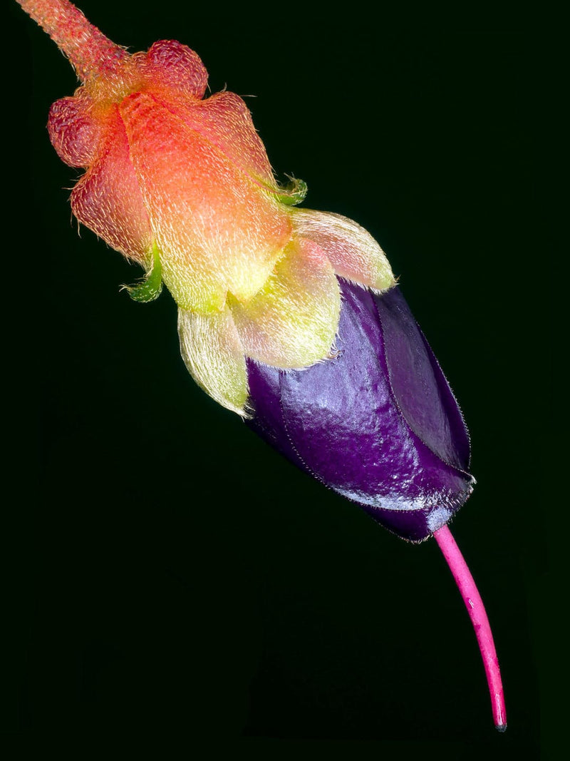 Se Brachyotum Campanulare af Pauline Snoeijs ❤ Stort online udvalg i Pauline Snoeijs ❤ Hurtig levering: 1 - 2 Hverdage samt billig fragt ❤ Varenummer: ILL-14378 og barcode / Ean: på lager - Udsalg på Illux Art shop - Fotokunst - Pauline Snoeijs - Natur - Natur fotokunst - Blomster Spar op til 61% - Over 454 design brands på udsalg
