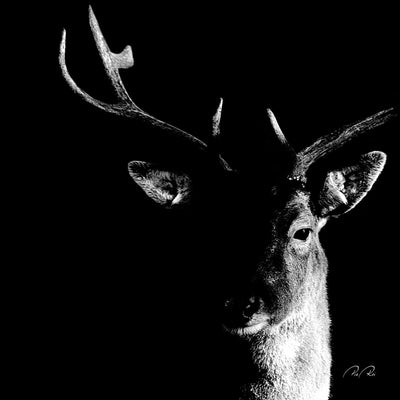 Se Calmness af Pia Roi ❤ Stort online udvalg i Pia Roi ❤ Hurtig levering: 1 - 2 Hverdage samt billig fragt ❤ Varenummer: ILL-13035 og barcode / Ean: på lager - Udsalg på Illux Art shop - Fotokunst - Pia Roi - Sort-hvid - Sort-hvid fotokunst - Dyr Spar op til 51% - Over 434 design brands på udsalg
