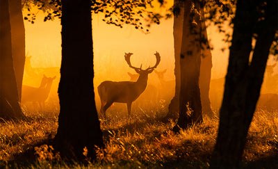 Se Early morning rays of light af Daniel Faisst ✔ Kæmpe udvalg i  Daniel Faisst ✔ Hurtig levering: 1 - 2 Hverdage samt billig fragt - Varenummer: ILL-15280 og barcode / Ean:  på lager - Udsalg på Daniel Faisst Spar op til 51% - Over 1454 design mærker på udsalg