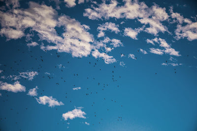 Se Evening Birds af Kirsten Stigsgaard ❤ Stort online udvalg i Kirsten Stigsgaard ❤ Hurtig levering: 1 - 2 Hverdage samt billig fragt ❤ Varenummer: ILL-14456 og barcode / Ean: på lager - Udsalg på Illux Art shop - Fotokunst - Kirsten Stigsgaard - Natur - Natur fotokunst Spar op til 52% - Over 454 design brands på udsalg
