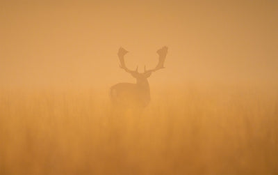 Se Fallow deer stag at dawn af Daniel Faisst ✔ Kæmpe udvalg i  Daniel Faisst ✔ Hurtig levering: 1 - 2 Hverdage samt billig fragt - Varenummer: ILL-15282 og barcode / Ean:  på lager - Udsalg på Daniel Faisst Spar op til 65% - Over 1454 design mærker på udsalg