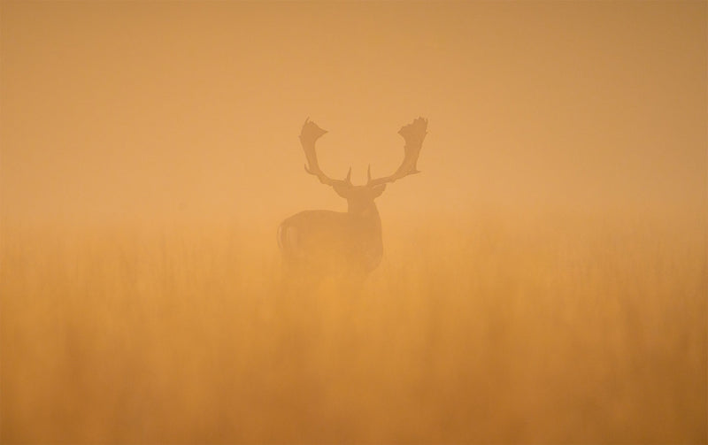 Se Fallow deer stag at dawn af Daniel Faisst ✔ Kæmpe udvalg i  Daniel Faisst ✔ Hurtig levering: 1 - 2 Hverdage samt billig fragt - Varenummer: ILL-15282 og barcode / Ean:  på lager - Udsalg på Daniel Faisst Spar op til 65% - Over 1454 design mærker på udsalg