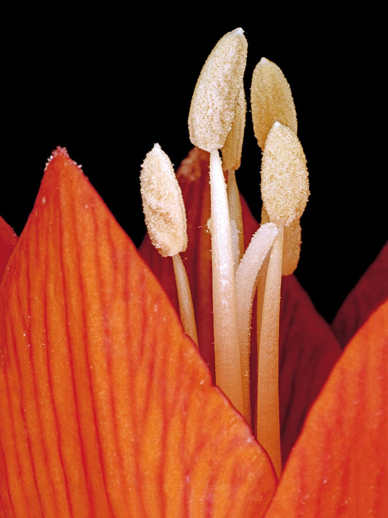 Se Fritillaria Imperialis af Pauline Snoeijs ❤ Stort online udvalg i Pauline Snoeijs ❤ Hurtig levering: 1 - 2 Hverdage samt billig fragt ❤ Varenummer: ILL-14368 og barcode / Ean: på lager - Udsalg på Illux Art shop - Fotokunst - Pauline Snoeijs - Natur - Natur fotokunst - Blomster Spar op til 67% - Over 454 design brands på udsalg