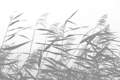 Se Windy weed white af Kirsten Stigsgaard ❤ Stort online udvalg i Kirsten Stigsgaard ❤ Hurtig levering: 1 - 2 Hverdage samt billig fragt ❤ Varenummer: ILL-12147 og barcode / Ean: på lager - Udsalg på Illux Art shop - Fotokunst - Kirsten Stigsgaard - Sort-hvid - Natur - Sort-hvid fotokunst - Natur fotokunst Spar op til 52% - Over 434 design brands på udsalg