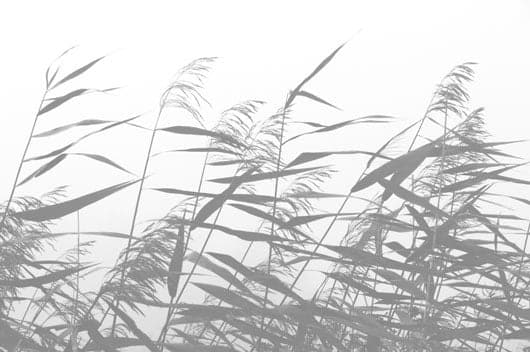 Se Windy weed white af Kirsten Stigsgaard ❤ Stort online udvalg i Kirsten Stigsgaard ❤ Hurtig levering: 1 - 2 Hverdage samt billig fragt ❤ Varenummer: ILL-12147 og barcode / Ean: på lager - Udsalg på Illux Art shop - Fotokunst - Kirsten Stigsgaard - Sort-hvid - Natur - Sort-hvid fotokunst - Natur fotokunst Spar op til 52% - Over 434 design brands på udsalg