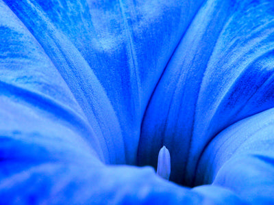 Se Ipomoea Tricolor af Pauline Snoeijs ❤ Stort online udvalg i Pauline Snoeijs ❤ Hurtig levering: 1 - 2 Hverdage samt billig fragt ❤ Varenummer: ILL-14353 og barcode / Ean: på lager - Udsalg på Illux Art shop - Fotokunst - Pauline Snoeijs - Natur - Natur fotokunst - Blomster Spar op til 51% - Over 454 design brands på udsalg