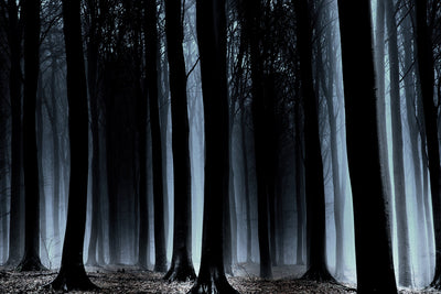 Se Is there anybody out there af Frederik Laugesen ❤ Stort online udvalg i Frederik Laugesen ❤ Hurtig levering: 1 - 2 Hverdage samt billig fragt ❤ Varenummer: ILL-10690 og barcode / Ean: på lager - Udsalg på Illux Art shop - Fotokunst - Frederik Laugesen - Natur - Natur fotokunst - Skov Spar op til 56% - Over 434 design brands på udsalg