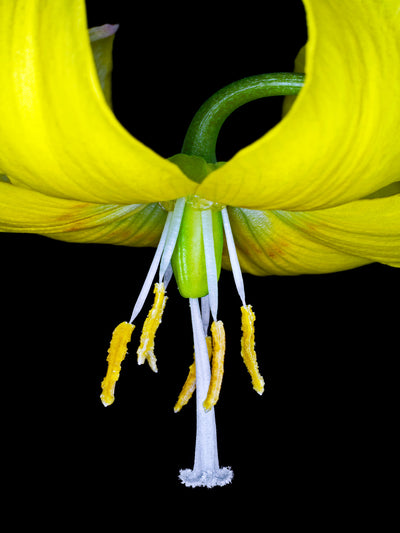 Se Lilium Martagon af Pauline Snoeijs ❤ Stort online udvalg i Pauline Snoeijs ❤ Hurtig levering: 1 - 2 Hverdage samt billig fragt ❤ Varenummer: ILL-14363 og barcode / Ean: på lager - Udsalg på Illux Art shop - Fotokunst - Pauline Snoeijs - Natur - Natur fotokunst - Blomster Spar op til 62% - Over 454 design brands på udsalg