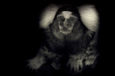 Se Little Monkey af Gustavo Orensztajn ❤ Stort online udvalg i Gustavo Orensztajn ❤ Hurtig levering: 1 - 2 Hverdage samt billig fragt ❤ Varenummer: ILL-13132 og barcode / Ean: på lager - Udsalg på Illux Art shop - Fotokunst - Gustavo Orensztajn - Sort-hvid - Natur - Sort-hvid fotokunst - Natur fotokunst - Dyr Spar op til 58% - Over 434 design brands på udsalg
