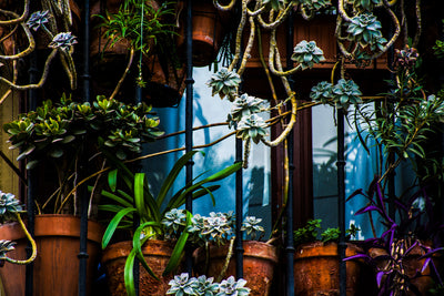 Se Madrid Balcony af Kirsten Stigsgaard ❤ Stort online udvalg i Kirsten Stigsgaard ❤ Hurtig levering: 1 - 2 Hverdage samt billig fragt ❤ Varenummer: ILL-14452 og barcode / Ean: på lager - Udsalg på Illux Art shop - Fotokunst - Kirsten Stigsgaard Spar op til 56% - Over 454 design brands på udsalg