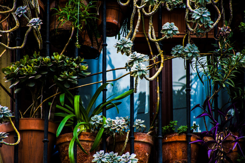 Se Madrid Balcony af Kirsten Stigsgaard ❤ Stort online udvalg i Kirsten Stigsgaard ❤ Hurtig levering: 1 - 2 Hverdage samt billig fragt ❤ Varenummer: ILL-14452 og barcode / Ean: på lager - Udsalg på Illux Art shop - Fotokunst - Kirsten Stigsgaard Spar op til 56% - Over 454 design brands på udsalg