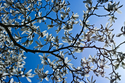 Se Magnolia af Kirsten Stigsgaard ❤ Stort online udvalg i Kirsten Stigsgaard ❤ Hurtig levering: 1 - 2 Hverdage samt billig fragt ❤ Varenummer: ILL-14448 og barcode / Ean: på lager - Udsalg på Illux Art shop - Mest popul re - Fotokunst - Kirsten Stigsgaard - Natur - Natur fotokunst - Blomster Spar op til 61% - Over 454 design brands på udsalg