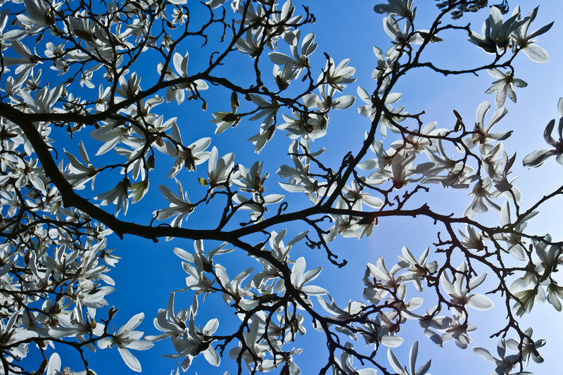 Se Magnolia af Kirsten Stigsgaard ❤ Stort online udvalg i Kirsten Stigsgaard ❤ Hurtig levering: 1 - 2 Hverdage samt billig fragt ❤ Varenummer: ILL-14448 og barcode / Ean: på lager - Udsalg på Illux Art shop - Mest popul re - Fotokunst - Kirsten Stigsgaard - Natur - Natur fotokunst - Blomster Spar op til 61% - Over 454 design brands på udsalg