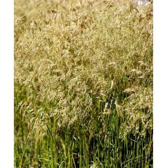 Se Mosebunke 'Goldschleier' 1 liter potte ❤ Stort online udvalg i Plantetorvet ❤ Hurtig levering: 1 - 2 Hverdage samt billig fragt - Varenummer: PTT-74962 og barcode / Ean: på lager - Udsalg på Prydgræs > Mosebunke Spar op til 52% - Over 400 kendte brands på udsalg