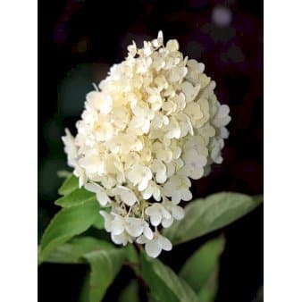 Se 6 stk. Syrén-Hortensia 'Grandiflora' Potte 2,0 liter,- 30-40 cm. ❤ Stort online udvalg i Plantetorvet ❤ Hurtig levering: 1 - 2 Hverdage samt billig fragt - Varenummer: PTT-58579 og barcode / Ean: på lager - Udsalg på Prydbuske > Hortensia Spar op til 63% - Over 424 kendte brands på udsalg