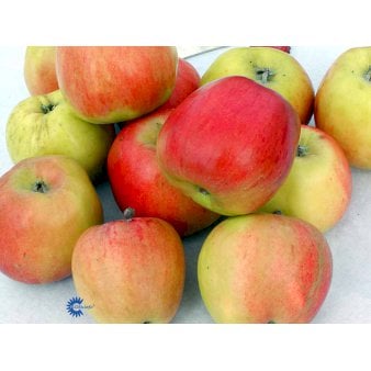 Se Æble 'Maglemer Stribling' 4-8 grene, 150-200 cm. 10 liter potte (A-2) ❤ Stort online udvalg i Plantetorvet ❤ Hurtig levering: 1 - 2 Hverdage samt billig fragt - Varenummer: PTT-95972 og barcode / Ean: på lager - Udsalg på Frugttræer & Frugtbuske > Æble Spar op til 66% - Over 360 kendte mærker på udsalg