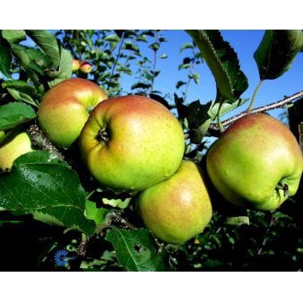 Se Æble 'Mutsu' 4-8 grene, 150-200 cm. 10 liter potte (A-2) ❤ Stort online udvalg i Plantetorvet ❤ Hurtig levering: 1 - 2 Hverdage samt billig fragt - Varenummer: PTT-95974 og barcode / Ean: på lager - Udsalg på Frugttræer & Frugtbuske > Æble Spar op til 65% - Over 360 kendte mærker på udsalg