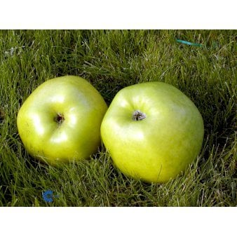 Se Æble 'Signe Tillisch' 4-8 grene, 150-200 cm. 10 liter potte (A-2) ❤ Stort online udvalg i Plantetorvet ❤ Hurtig levering: 1 - 2 Hverdage samt billig fragt - Varenummer: PTT-95983 og barcode / Ean: på lager - Udsalg på Frugttræer & Frugtbuske > Æble Spar op til 59% - Over 360 kendte mærker på udsalg