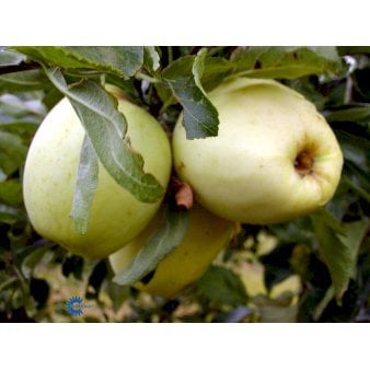 Se Æble 'Bodil Neergaard' 4-8 grene, 150-200 cm. 10 liter potte (A-2) ❤ Stort online udvalg i Plantetorvet ❤ Hurtig levering: 1 - 2 Hverdage samt billig fragt - Varenummer: PTT-95945 og barcode / Ean: på lager - Udsalg på Frugttræer & Frugtbuske > Æble Spar op til 61% - Over 360 kendte mærker på udsalg