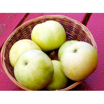 Se Æble 'Transparent Blanc' 4-8 grene, 150-200 cm. 10 liter potte (A-2) ❤ Stort online udvalg i Plantetorvet ❤ Hurtig levering: 1 - 2 Hverdage samt billig fragt - Varenummer: PTT-95987 og barcode / Ean: på lager - Udsalg på Frugttræer & Frugtbuske > Æble Spar op til 56% - Over 360 kendte mærker på udsalg