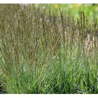 Se Blåtop 'Moorhexe' 1 liter potte ❤ Stort online udvalg i Plantetorvet ❤ Hurtig levering: 1 - 2 Hverdage samt billig fragt - Varenummer: PTT-59896 og barcode / Ean: på lager - Udsalg på Prydgræs > Blåtop Spar op til 61% - Over 424 kendte brands på udsalg