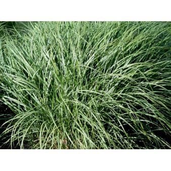 Se Dværg Elefantgræs 'Yaku Jima' 3,0 liter potte ❤ Stort online udvalg i Plantetorvet ❤ Hurtig levering: 1 - 2 Hverdage samt billig fragt - Varenummer: PTT-77606 og barcode / Ean: på lager - Udsalg på Prydgræs > Elefantgræs Spar op til 58% - Over 312 kendte brands på udsalg