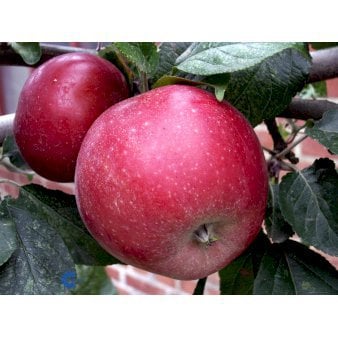 Se Æble 'Amorosa' 4-8 grene, 150-200 cm. 10 liter potte (A-2) ❤ Stort online udvalg i Plantetorvet ❤ Hurtig levering: 1 - 2 Hverdage samt billig fragt - Varenummer: PTT-95944 og barcode / Ean: på lager - Udsalg på Frugttræer & Frugtbuske > Æble Spar op til 62% - Over 360 kendte mærker på udsalg