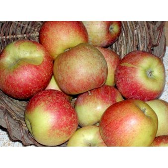 Se Æble 'Aroma' 4-8 grene, 150-200 cm. 10 liter potte (A-2) ❤ Stort online udvalg i Plantetorvet ❤ Hurtig levering: 1 - 2 Hverdage samt billig fragt - Varenummer: PTT-95942 og barcode / Ean: på lager - Udsalg på Frugttræer & Frugtbuske > Æble Spar op til 63% - Over 360 kendte mærker på udsalg